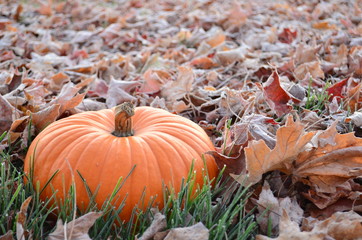Pumpkin sitting in frosty leaves at early morning dawn