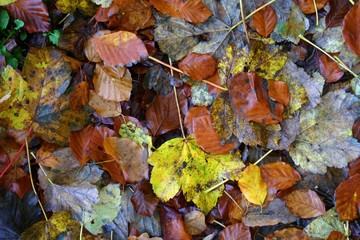 Fallen Autumn Leaves