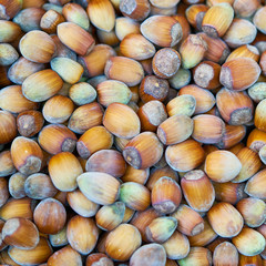 Forest hazel nuts background