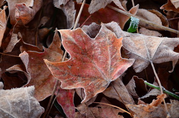 Frost covered leaves on the ground on an early Fall morning