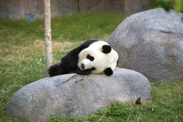 Giant black and white panda relaxing in Ocean Park HK
