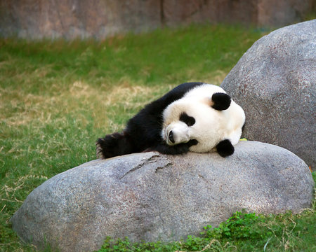 Giant black and white panda relaxes in Ocean Park HK