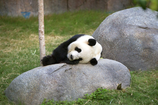 Giant black and white panda relaxing in Ocean Park HK