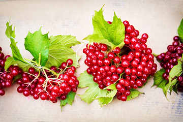 Guelder rose background