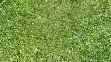Grass with colver texture