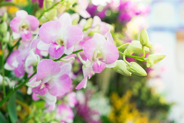 close-up beautiful white and purple orchid flower tree blooming in the garden.green natural background.