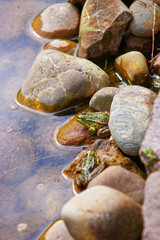 Obraz premium Little frogs on Reichenau Island of Lake Constance