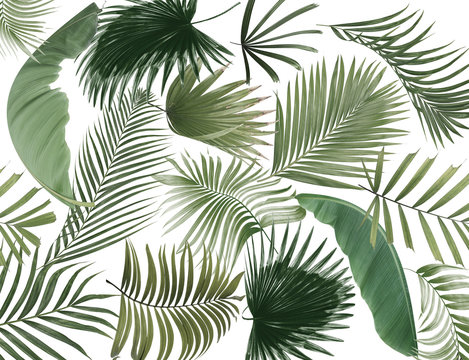 leaf of palm tree background