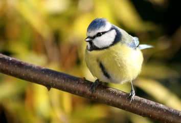 mésange bleue, cyanistes caeruleus