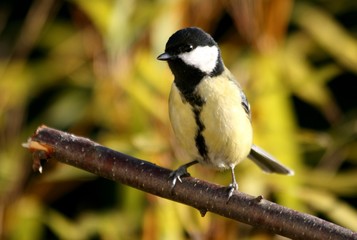 mésange charbonnière,parus major