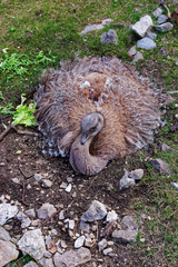 Ostrich in Zoo in citadel at Besancon