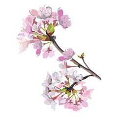 Realistic cherry branch with blooming flowers vector	