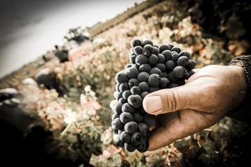 Farmers hands with freshly harvested black grapes