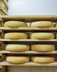 Pile of aging Cheese at maturing cellar Franche Comte dairy
