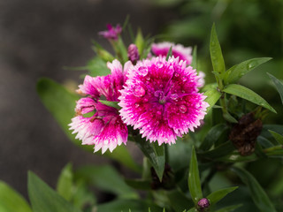 Rain Drops on White Pink Vinca Flower