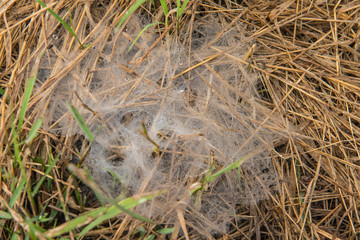 Spider web on grass with drop