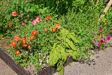 Poppy seed at inner yard in Yverdon in Switzerland