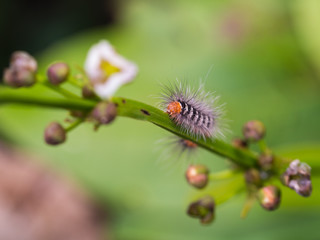 Caterpillar Walking