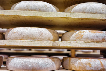 Rows of aging Cheese in ripening cellar Franche Comte dairy