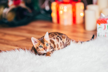 Bengalkatze