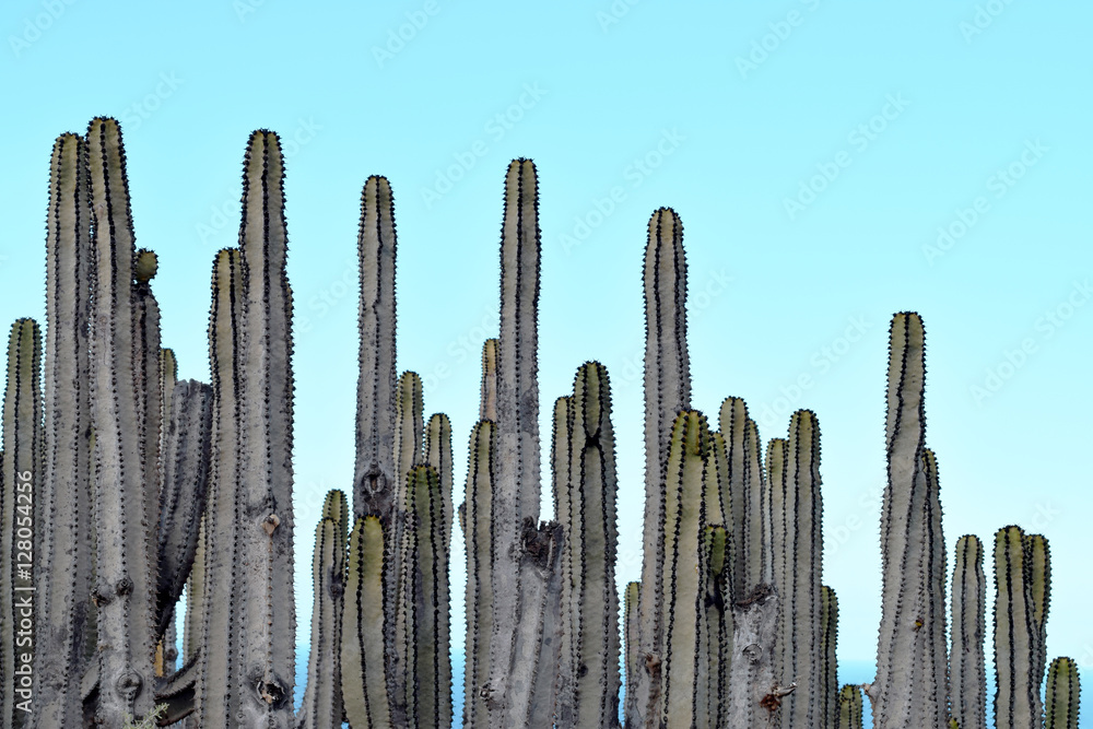 Wall mural cacti color photography