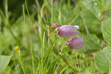 Mount Fuji 5th Station Hiking Japan