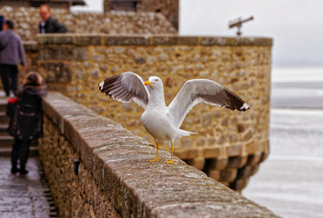 Seagull at Mont Saint Michel in Normandy Manche France