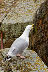Seagull at Mont Saint Michel in Normandy Manche of France