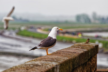 Seagull at Mont Saint Michel in Normandy at Manche France