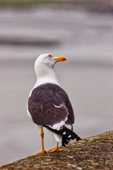Seagull at Mont Saint Michel in Normandy of Manche France