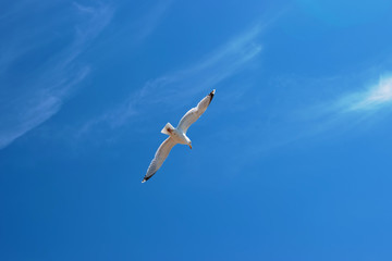 Fototapeta na wymiar Seagull in Brighton Pier in East Sussex of UK