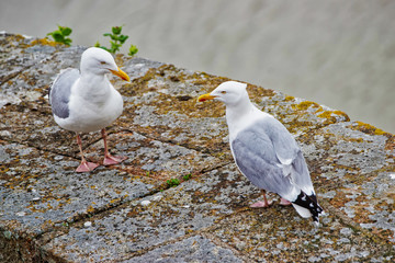 Seagulls at Mont Saint Michel in Normandy at Manche France