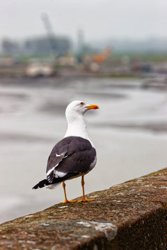 Seagull at Mont Saint Michel in Normandy in Manche France