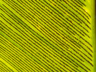 Fototapeta premium Spores of Aspleniaceae Fern