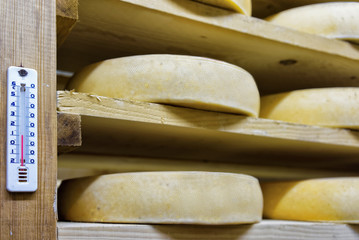 Shelf of aging Cheese at ripening cellar Franche Comte creamery