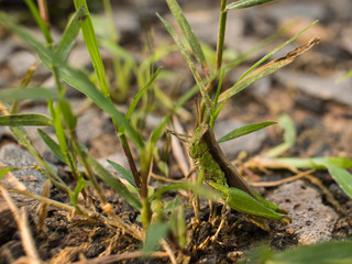 Grasshopper Camouflaged