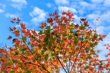 Maple leaf red in the blue sky ;  Travel; Aowanda, Nantou, Taiwan