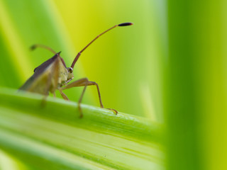 Naklejka premium Little Brown Insect