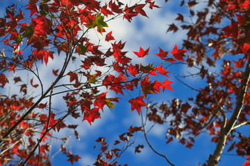 Maple leaf red in the blue sky ;  Travel; Aowanda, Nantou, Taiwan