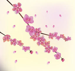 Sakura.Evening in the garden blooming cherry