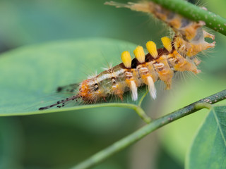 Caterpillar Walking