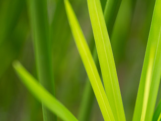Fototapeta na wymiar Blurred of Reed Leaf