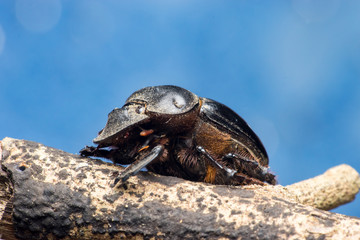 Dung Beetles (subfamily Scarabaeinae) on a twig, with colourful background