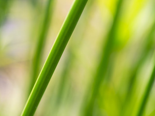 Blurred of Reed Branch