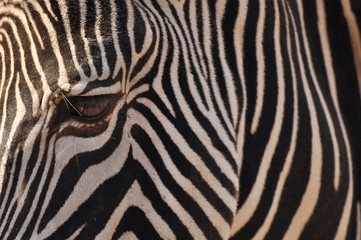 Fototapeta na wymiar Zebra Auge