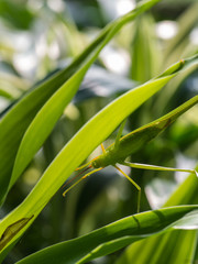 Grasshopper Camouflaged