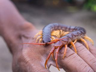 Centipede Walked on Worker Hand