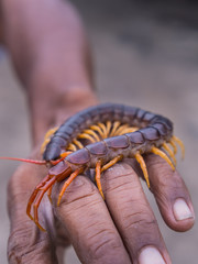 Centipede Walked on Worker Hand