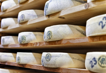 Fototapeta na wymiar Wheels of aging Cheese in ripening cellar Franche Comte