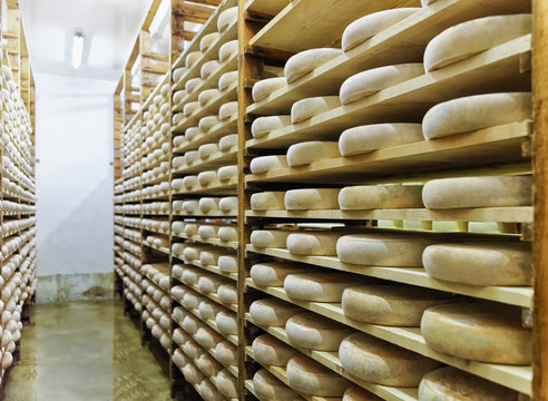 Wheels of aging Cheese ripening cellar in Franche Comte